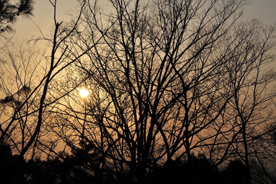 Trees highlighted by the sun