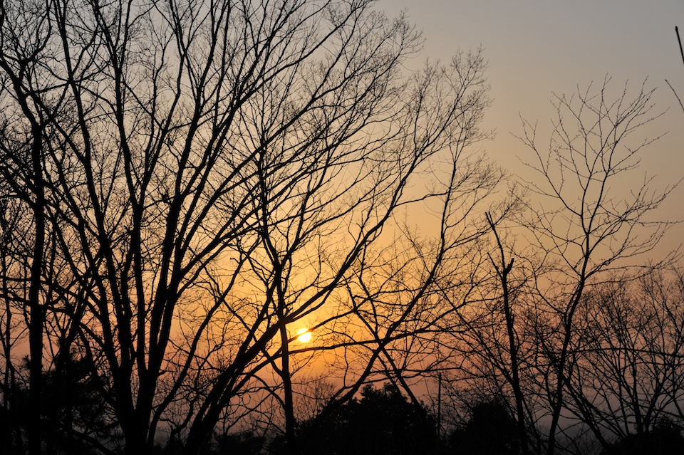 The sun dropping in to the trees
