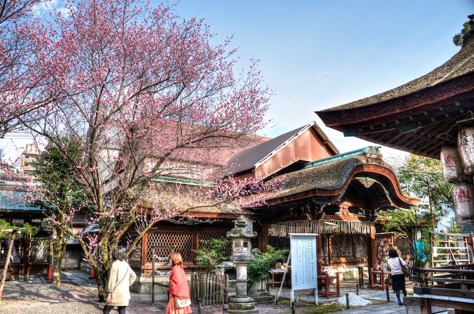 Plum Blossoms