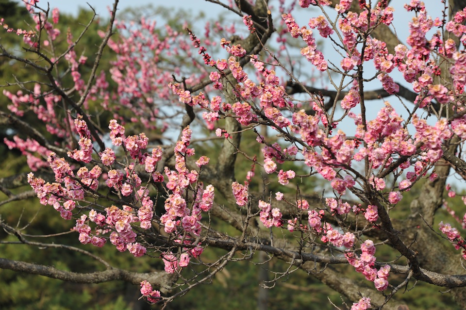 Plum blossoms