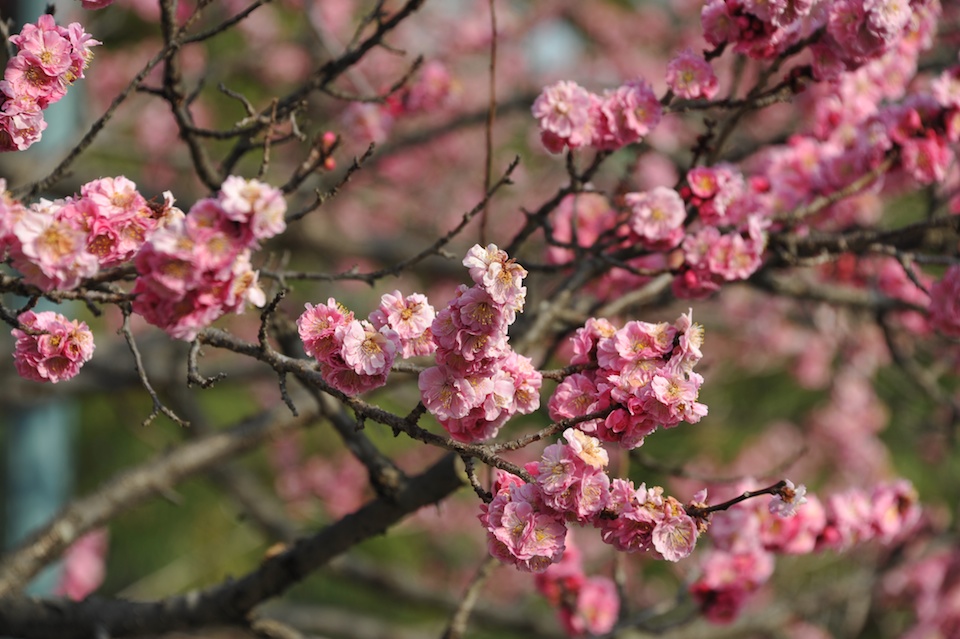 Spring is here