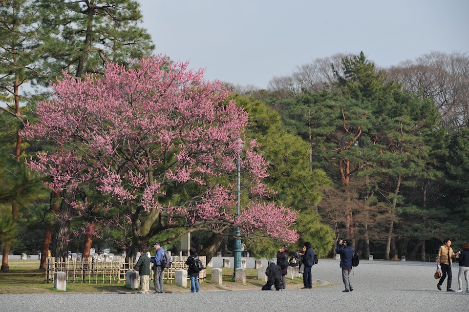 Everyone gathering around this one tree