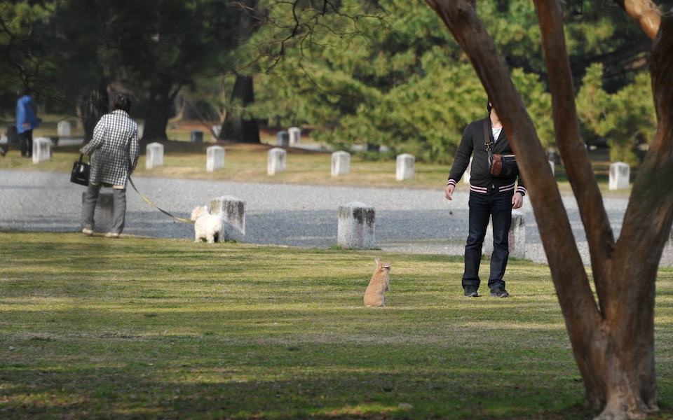 Good weather to take your rabbit to play in the park