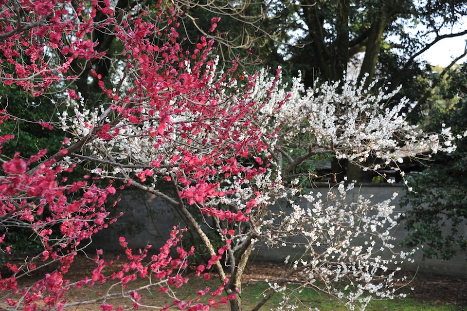 Contrast of colors
