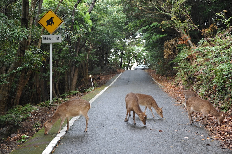Deer on the road before heading into the forest