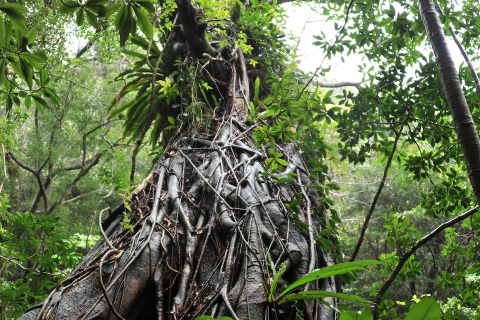 Vines wrapped around trunks