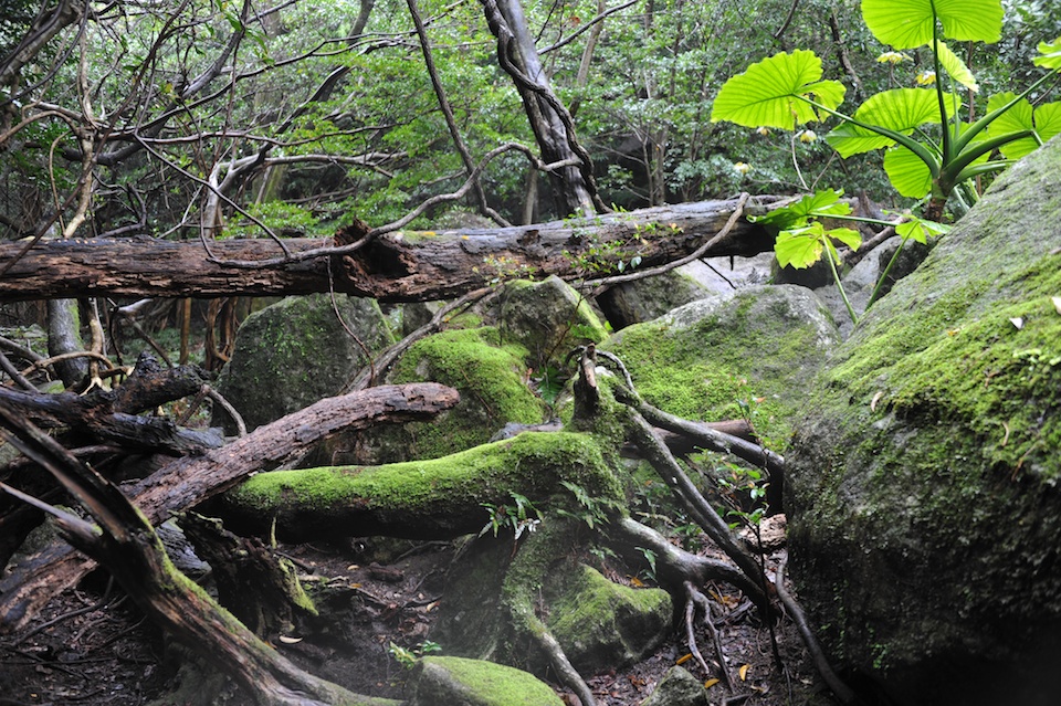 Nice mossy areas