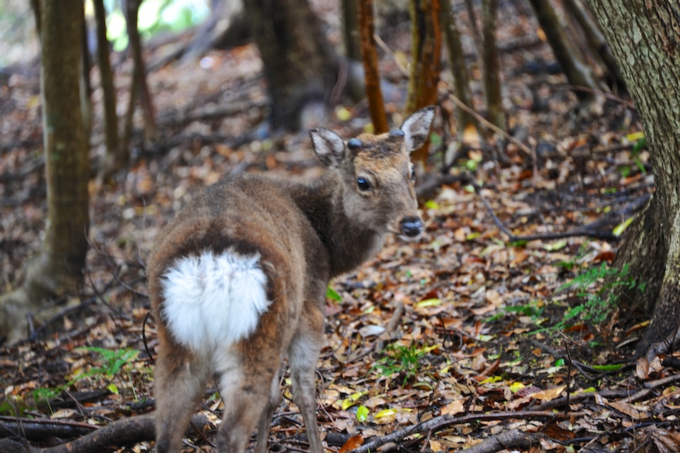 Deer in the forest