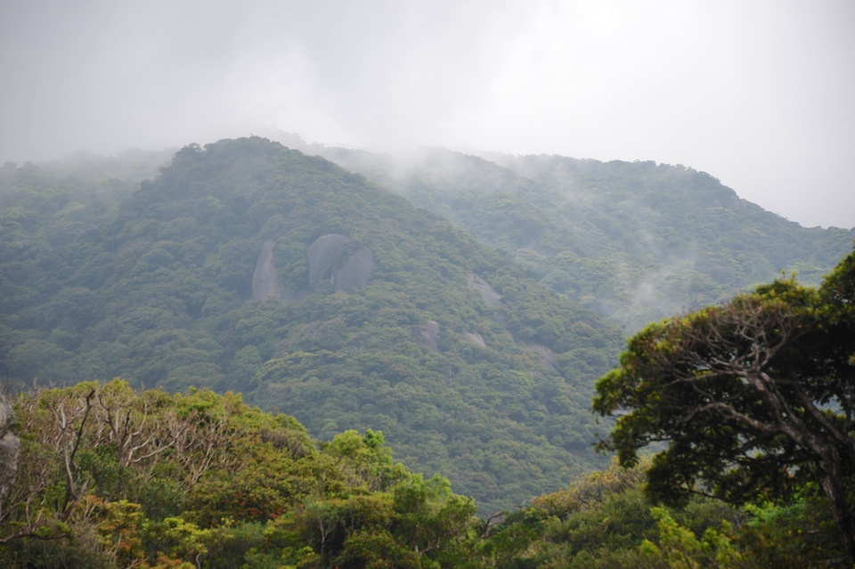 Mountain mist