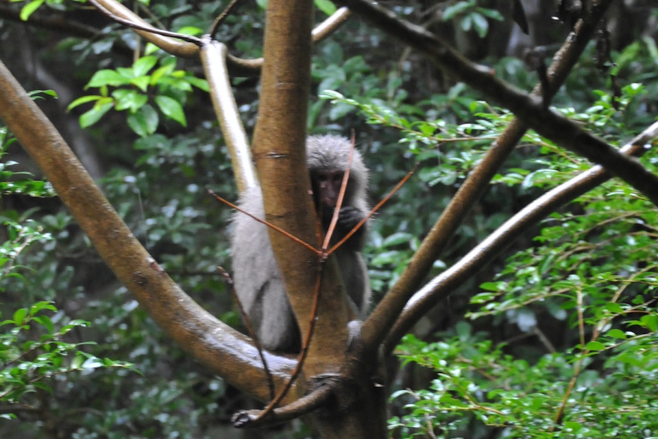 A monkey hiding from me and the rain
