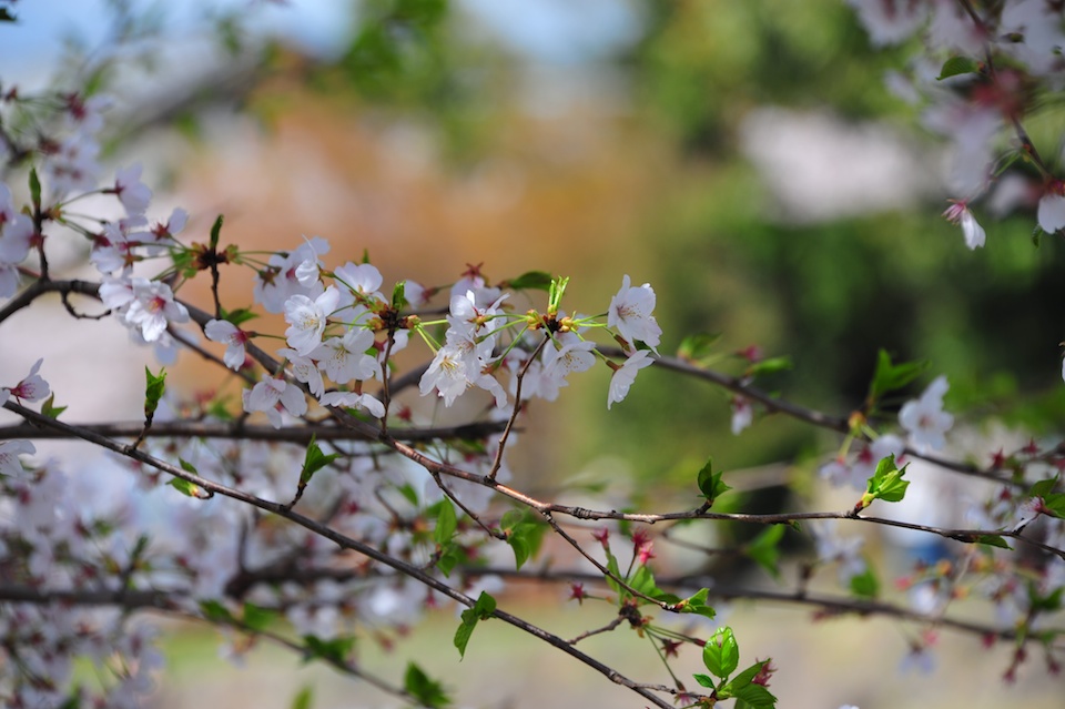 Sakura at Kyoto Incline