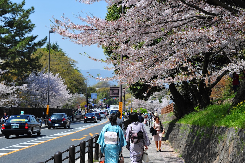 Kimono with Sakura