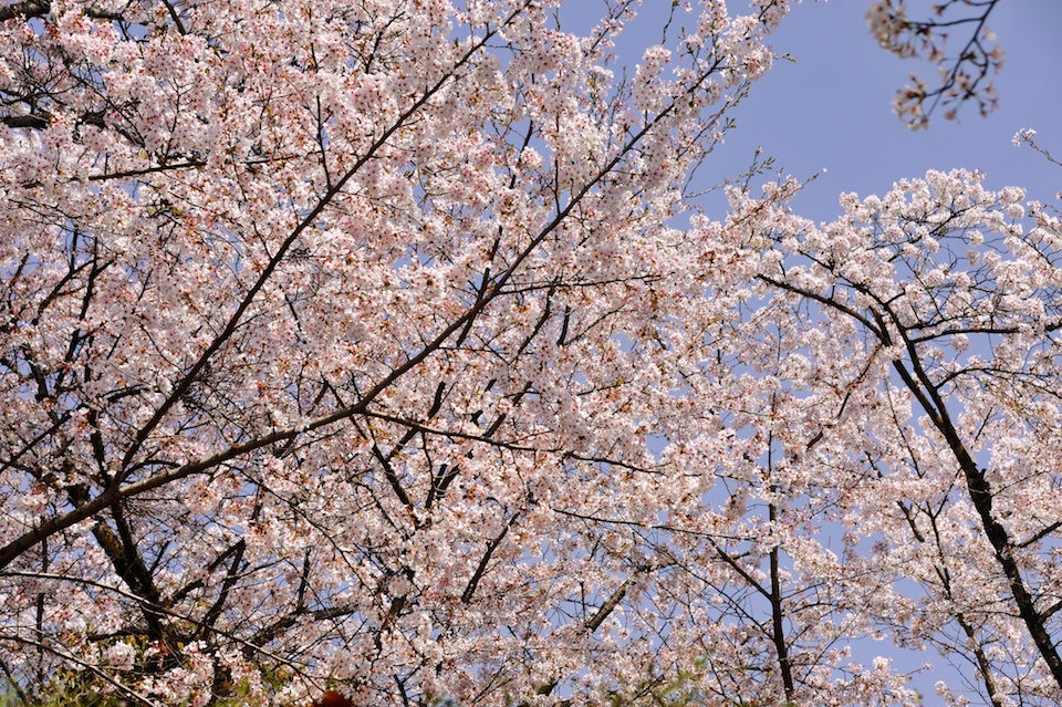 Contrast of pink with the blue sky