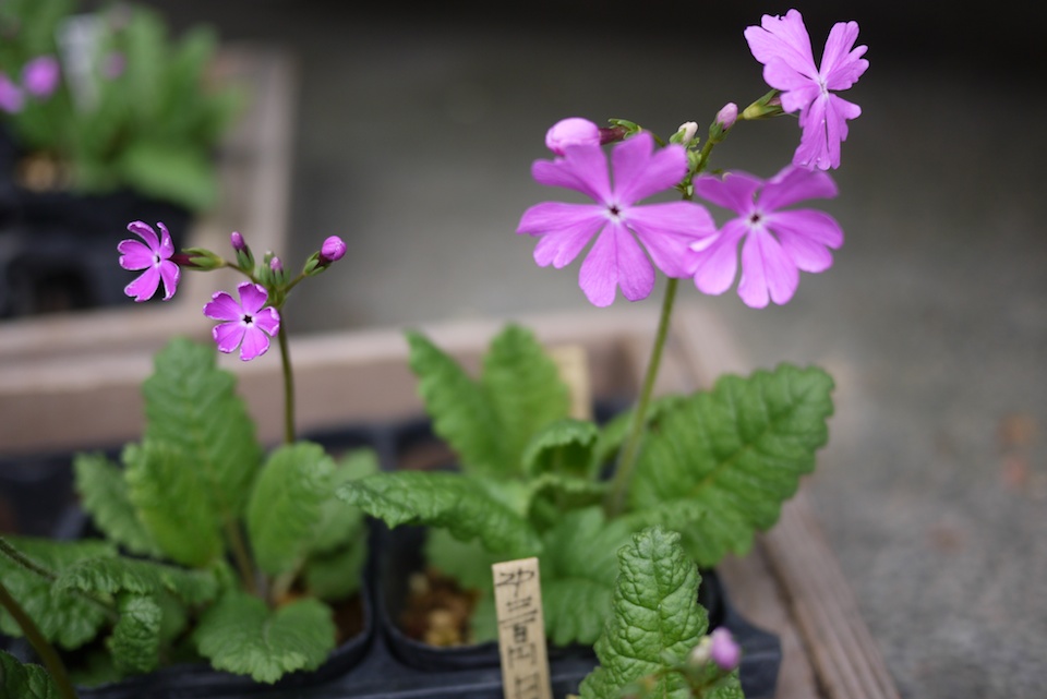 Hikone flowers