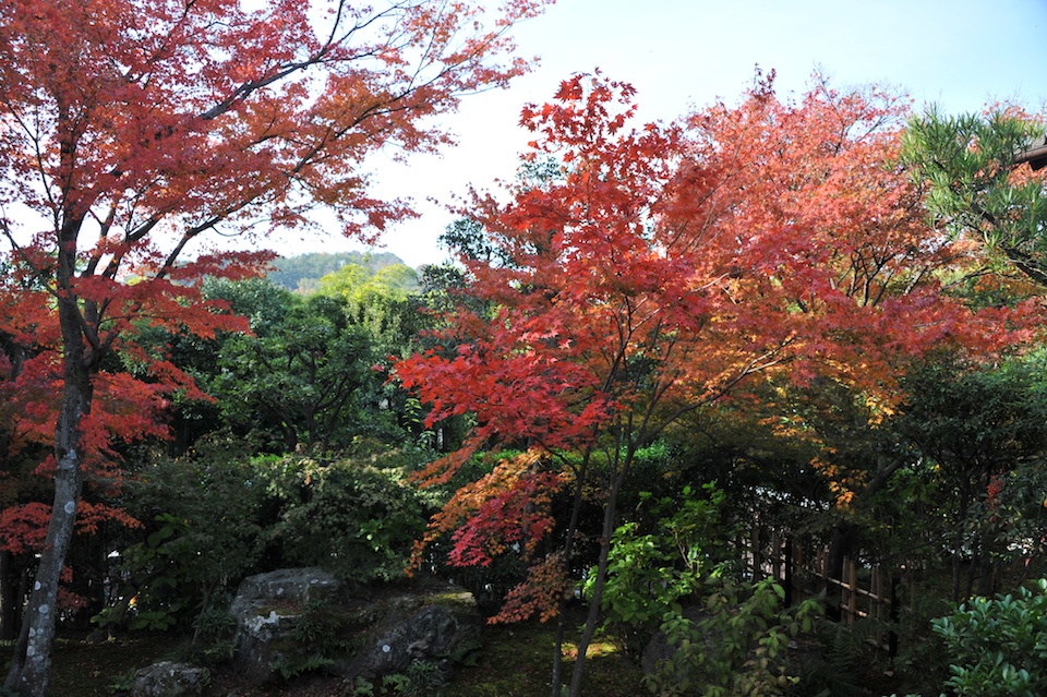 Autumn red