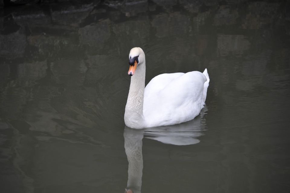 Swans on the canal