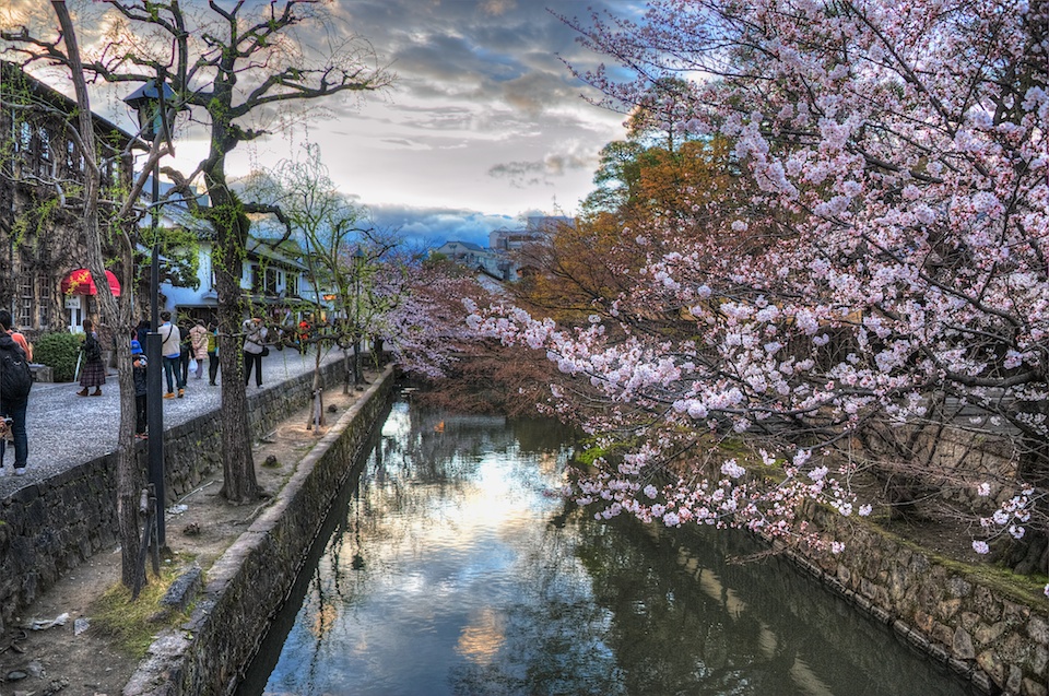 A little bit of sakura