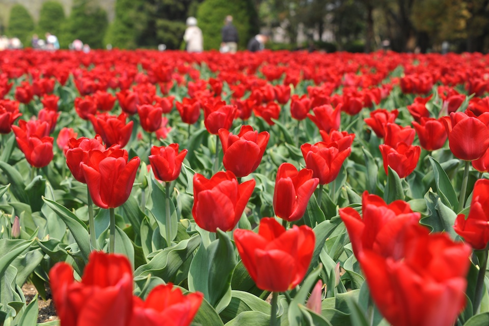Kyoto Botanic Gardens