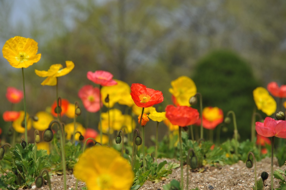 Spring Weather