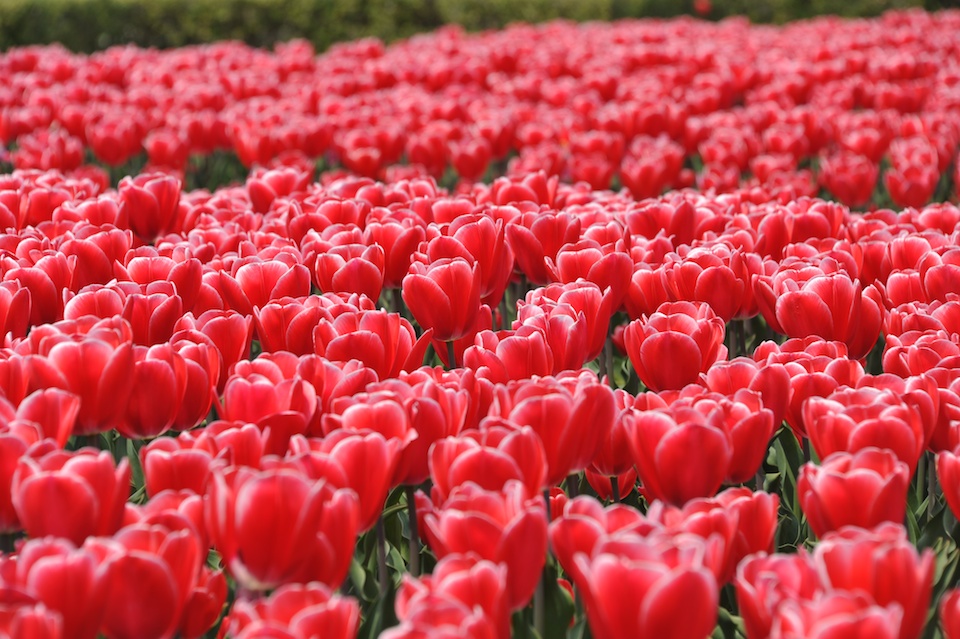 Kyoto Botanic Gardens