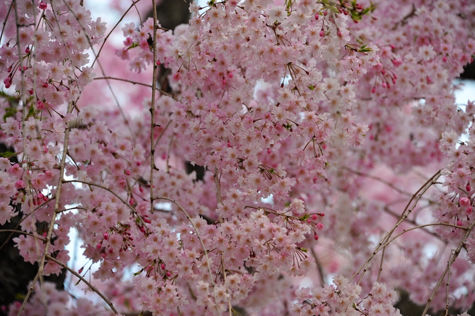 Kyoto Botanic Gardens