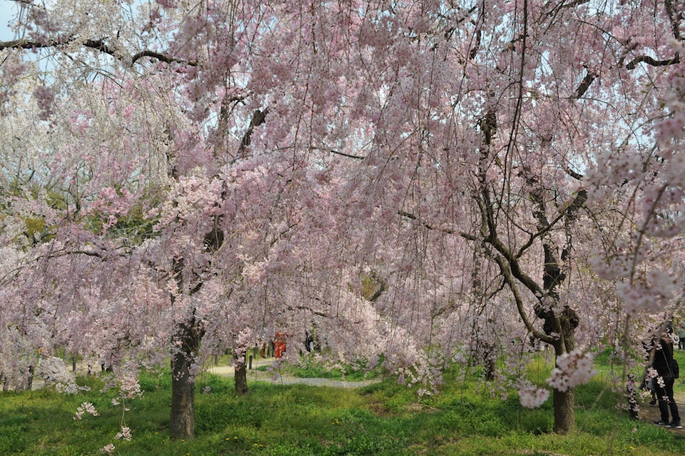 Kyoto Botanic Gardens
