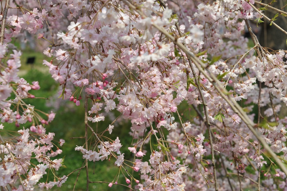 Kyoto Botanic Gardens