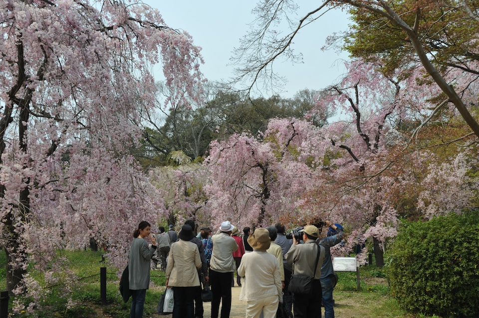 Kyoto Botanic Gardens