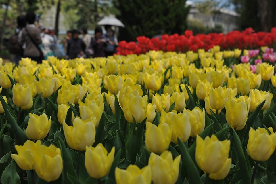 Kyoto Botanic Gardens