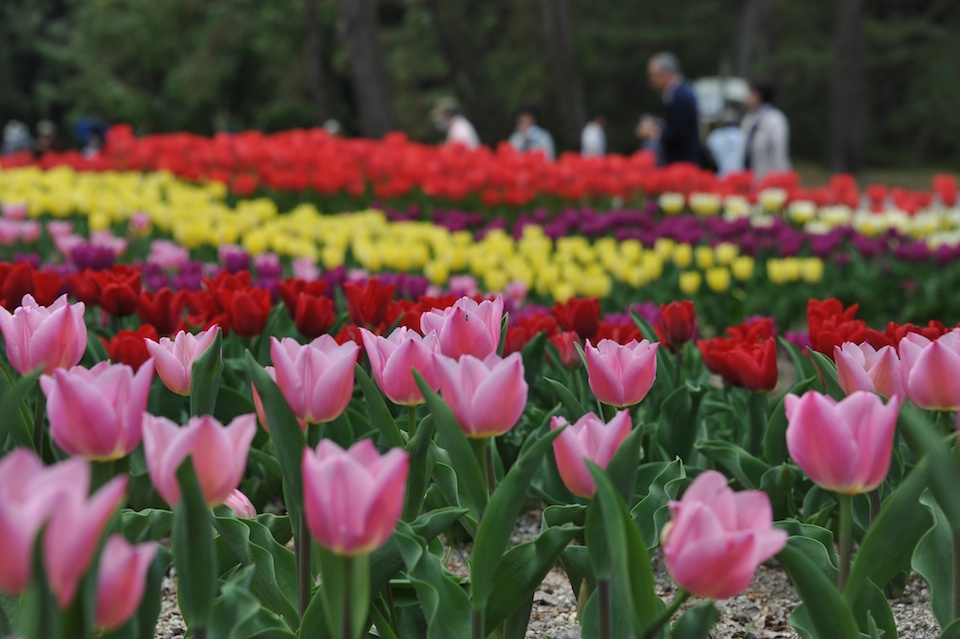 Kyoto Botanic Gardens