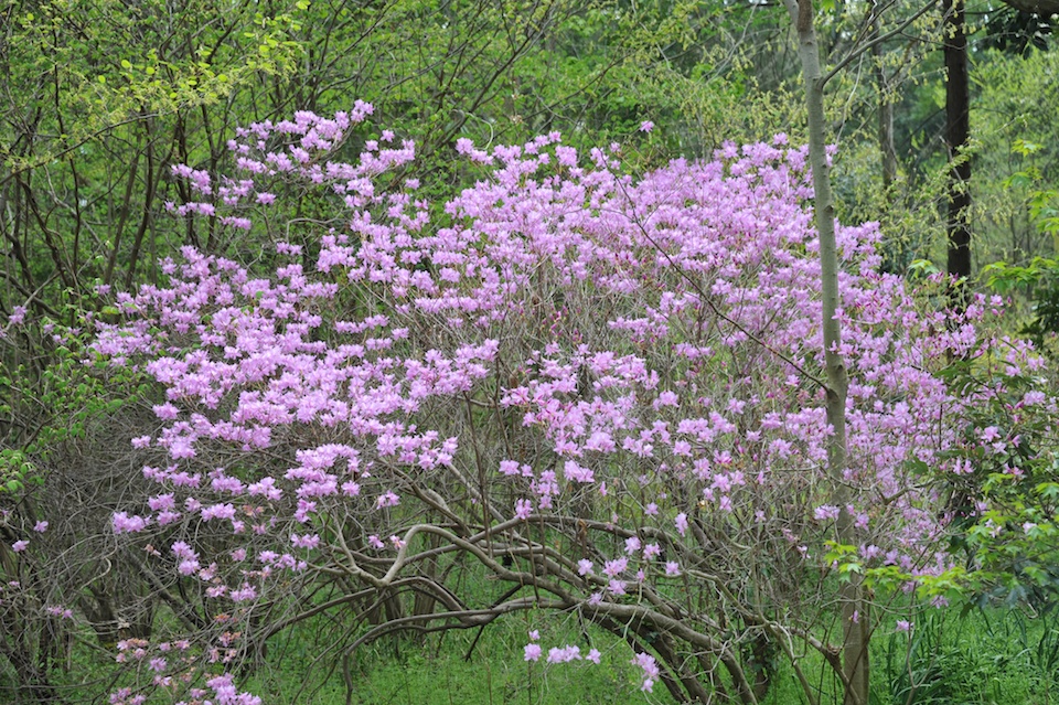 Kyoto Botanic Gardens