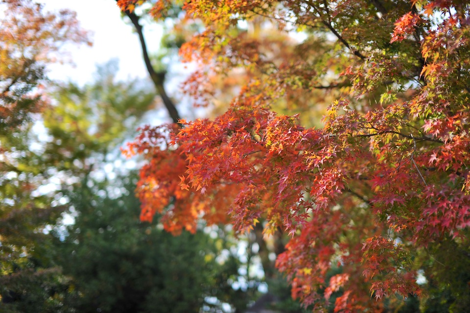 Autumn colors