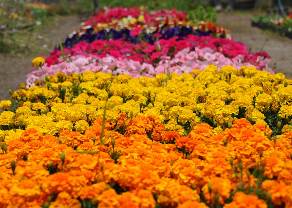 DSC_7870
