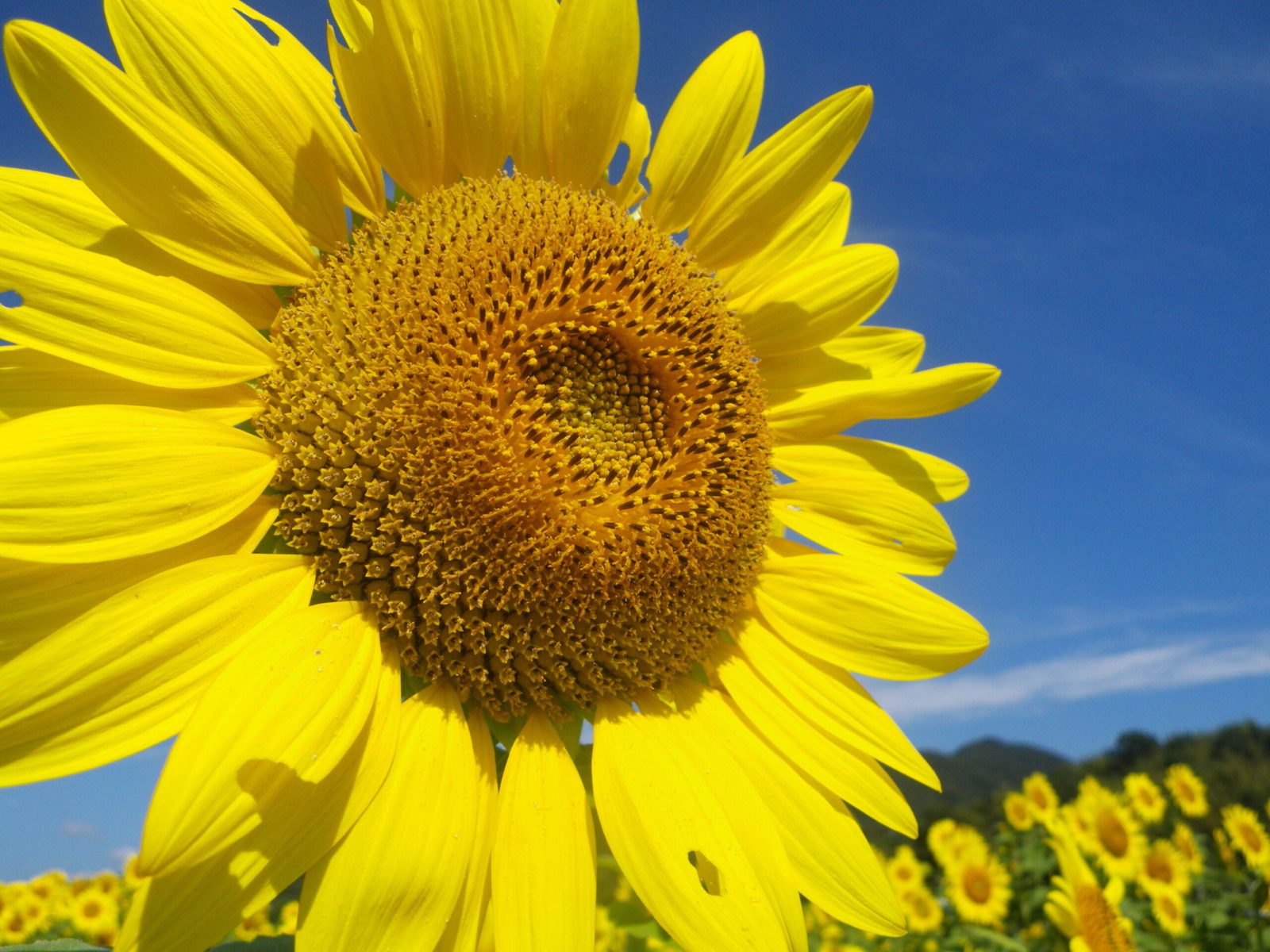 Sunflowers on Awajishima